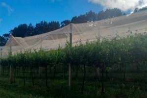 Previsibilidade de doenças e aplicação-de-pesticidas-no-cultivo-elysios