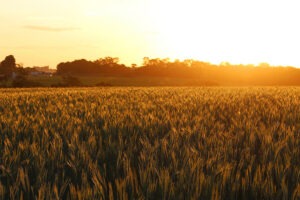 Biopesticidas-Novas-alternativas-elysios