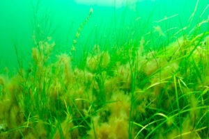 A-produção-de-cogumelos-como-combate-à-eutrofização-elysios