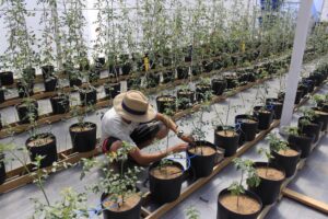 A dinâmica do microclima em ambientes protegidos