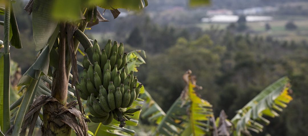 COOMAFITT, Julho de 2017, Itati/RS, Bananal, Foto de Ubirajara Machado