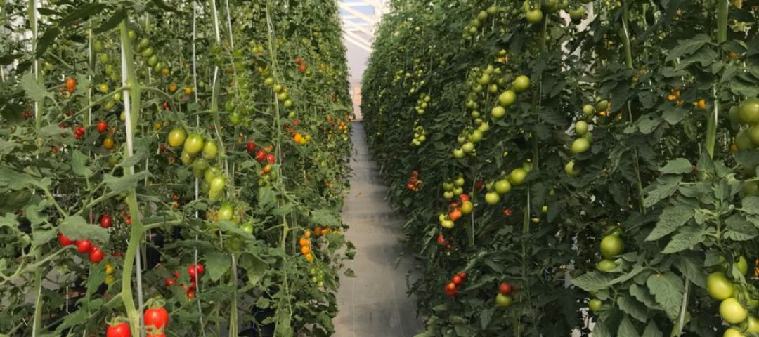 Cultivo de tomates Eco Fruto