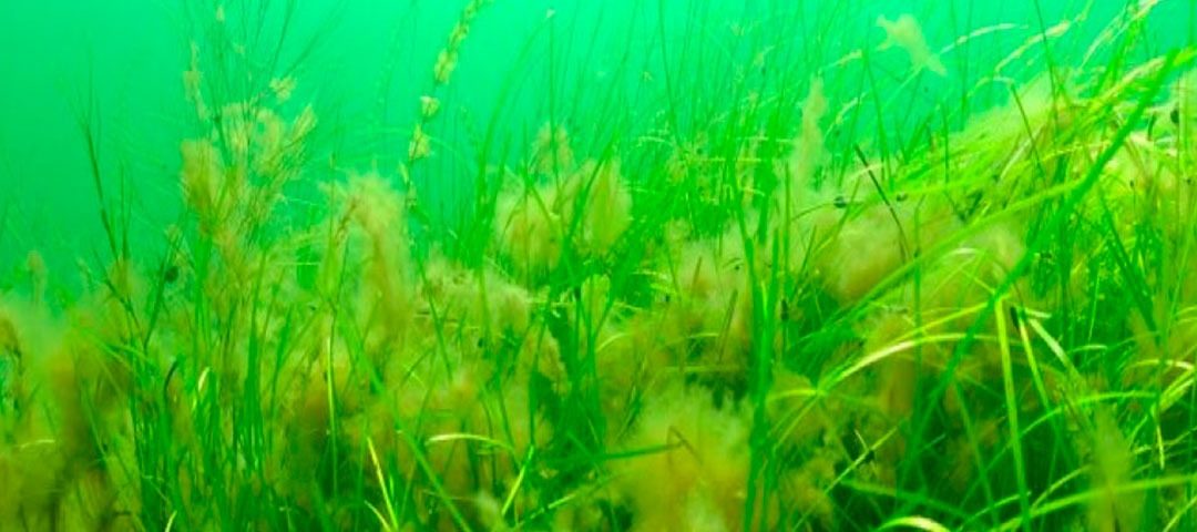 A-produção-de-cogumelos-como-combate-à-eutrofização-elysios