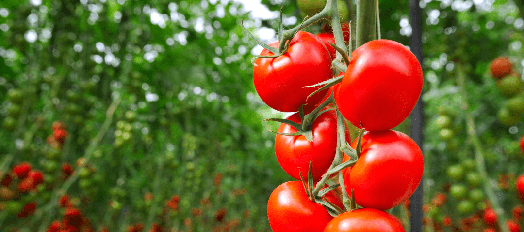 TOMATES