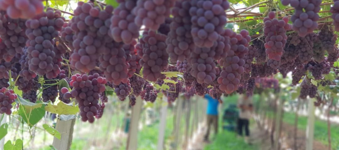 Uva Isabel - Tomazzoni Frutas 1