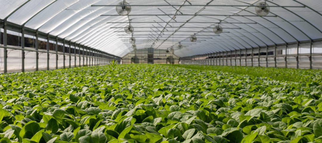 field-of-plants-in-greenhouse-2886937
