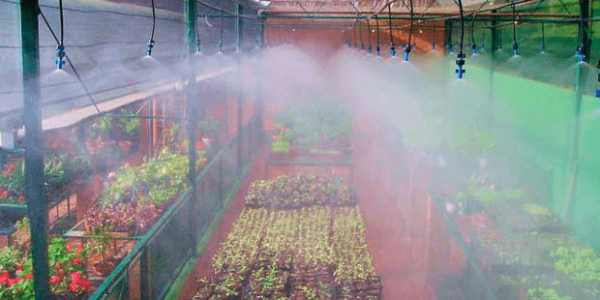 Microaspersores de nebulização em funcionamento.                                                                                    Fonte: NaanDan Jain Irrigation Ltd.